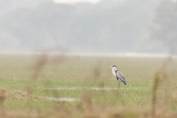 Grey Heron aka Ardea Cinerea, a long-legged predatory wading bird of the heron family, hunts small fish on the shore of the lake.