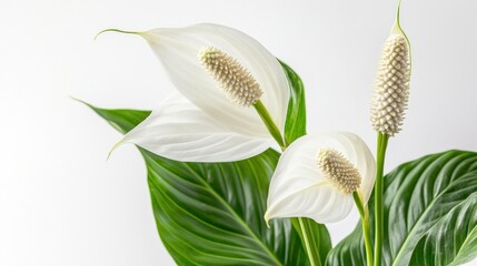 Obraz premium A serene arrangement of white peace lilies with lush green leaves against a light background.