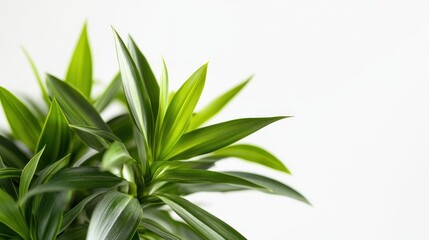 Obraz premium A close-up of vibrant green plant leaves against a light background.