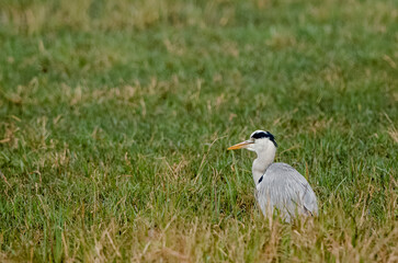 Grey Heron aka Ardea Cinerea, a long-legged predatory wading bird of the heron family, hunts small...