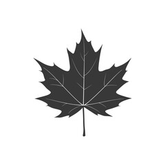 Obraz premium A Single Black Silhouette of a Maple Leaf
