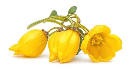 A cluster of vibrant yellow flowers with smooth petals and green leaves.