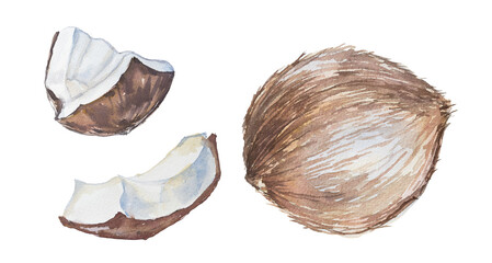 Watercolor coconut isolated on white background. Hand painted coconut logo design. Healthy food branding.