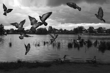 Pigeons © Malgorzata