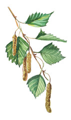 Watercolor branch of birch clipart isolated on a white background.  