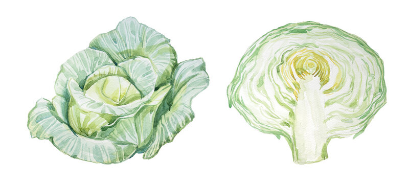 Watercolor cabbage isolated on white. 
Hand drawn vegetable illustration. Menu or cook book cover clipart.