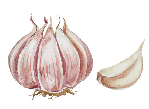 Watercolor garlic isolated on white. 
Hand drawn vegetable illustration. Menu or cook book cover clipart.