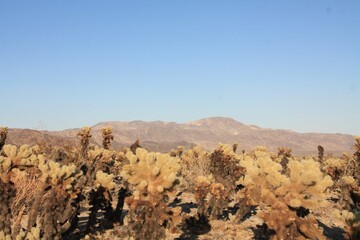 Joshua Tree National Park