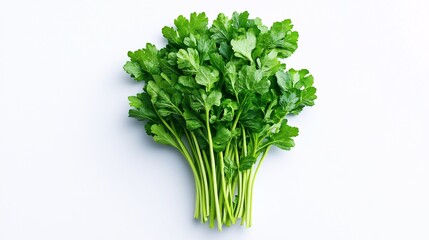 Fototapeta premium fresh parsley bunch on white background