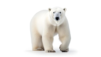 polar bear isolated on white background