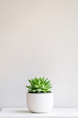 succulent plant in a pot on a white background