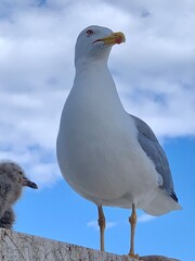 seagull on the beach
