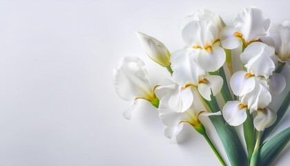 Fototapeta premium Piękny biały kwiat irys na białym tle high key, tapeta generative ai