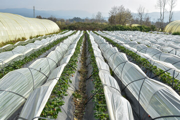 Greenhouse farms in state of Jijel, Algeria, growing vegetables cultivation in Africa, agriculture...