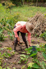 Farmer Harvesting Vegetables and Tubers on the Family Organic Farm