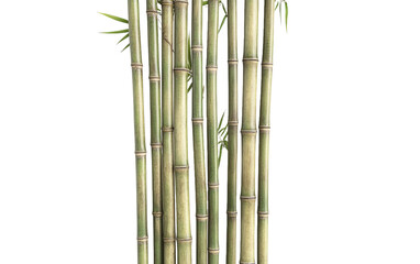 Fototapeta premium Bamboo stalks isolated on white or transparent background
