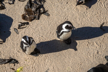 Exposure of Boulders Beach aka Boulders Bay, popular spot because it is the only African beach where Penguins can be seen, Cape Town, South Africa