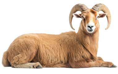 Barbary sheep isolated on white or transparent background