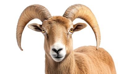 Barbary sheep isolated on white or transparent background