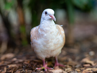 A white pigeon is standing on the ground