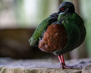 A bird with a red beak and green feathers is standing on a rock