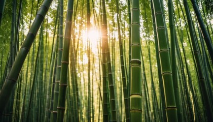 bamboo forest and the sun breaks through the stems. Ai generated