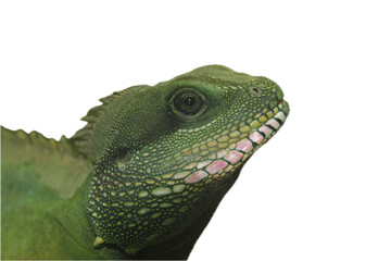 Chinese Water Dragon  (Physignathus cocincinus)