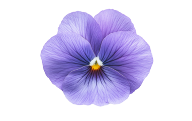 Beautiful pansy flower flat isolated on white or transparent background