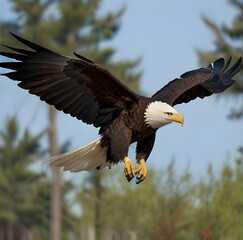 Obraz premium Bald eagle in flight searching for food