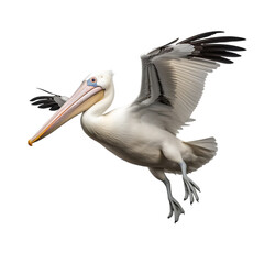 Obraz premium portrait of a pelican