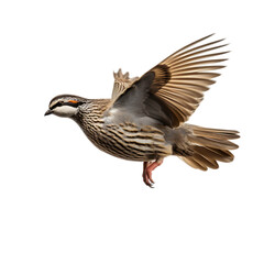 Obraz premium A Quail 