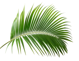 Fototapete Palmwedel isoliert auf weißen Hintergrund, Freisteller ,Transparent  © oxie99