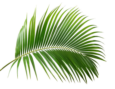 Palmwedel isoliert auf wei&szlig;en Hintergrund, Freisteller ,Transparent 