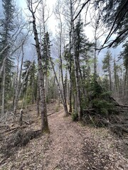 Take a hike along this boreal forest trail