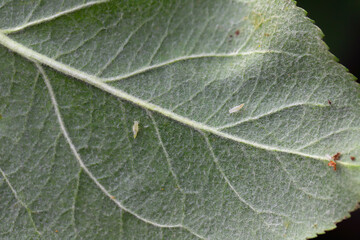 Larvae, nymphs of leafhoppers, Cicadellidae on the underside of apple tree leaves in the garden. A pest that sucks plant sap and transmits plant diseases.