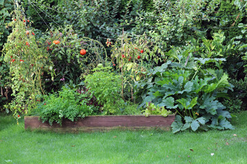 Vegetables and herbs grown in the garden on an elevated bed. Ending crop season and plants drying...