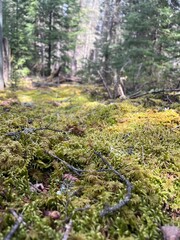 Beautiful boreal forest ground cover closeup
