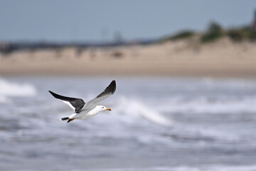 Kelp Gull