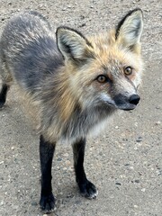 Close up friendly fox