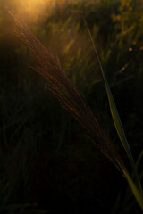 Golden hour © Malgorzata