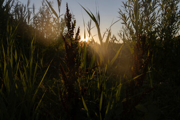 Golden hour