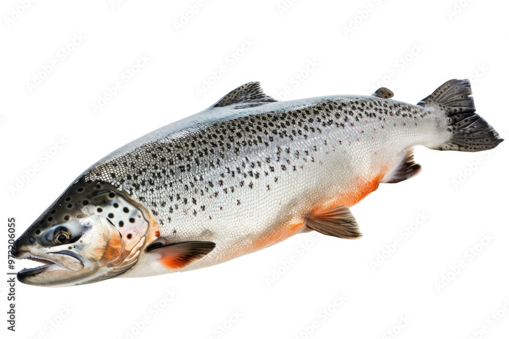 Poster a fish suspended in mid-air, often used as a unique prop or symbol for various creative projects