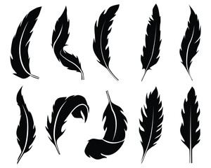 Collection of different black bird feather illustrations