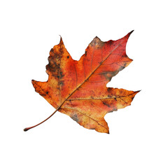 Obraz premium PNG autumn leaf isolated on transparent background