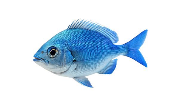 Blue fish isolated on white or transparent background