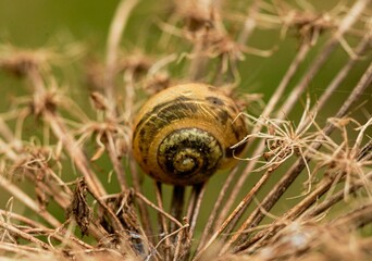 Zbliżenie małej, brązowej muszli ślimaka na suchej rożlinie. © Karol