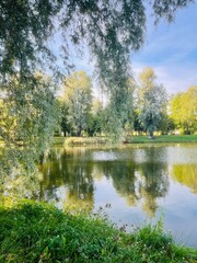 trees reflection on the pond in the park, summer pond in the park, lake reflection, summer sunny day