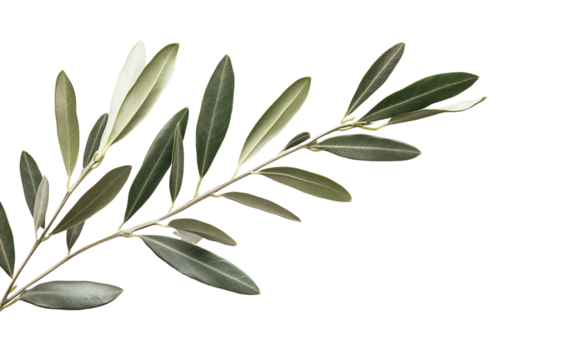 Branch of olive tree isolated on white or transparent background