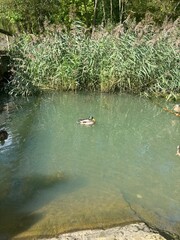 ducks in the pond