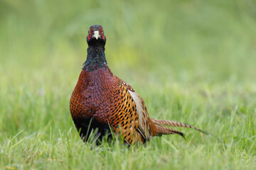 Common pheasant Phasianus colchicus in close view